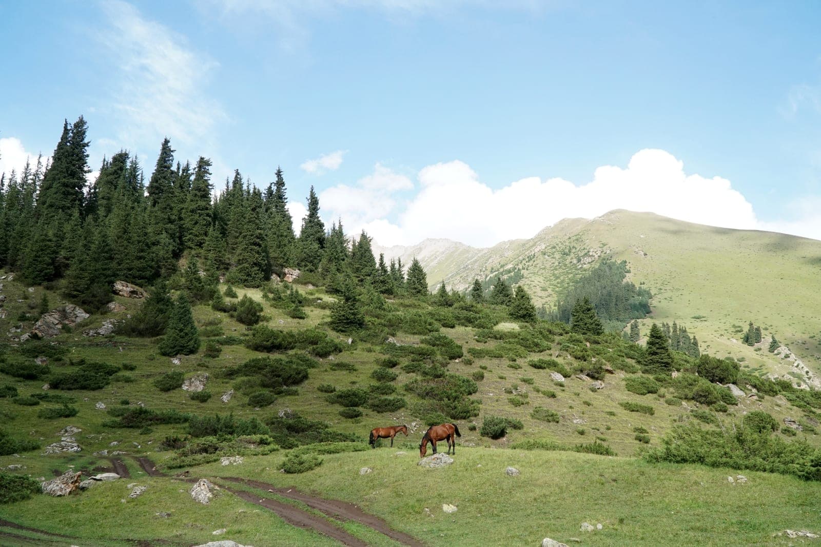 Horseback Riding